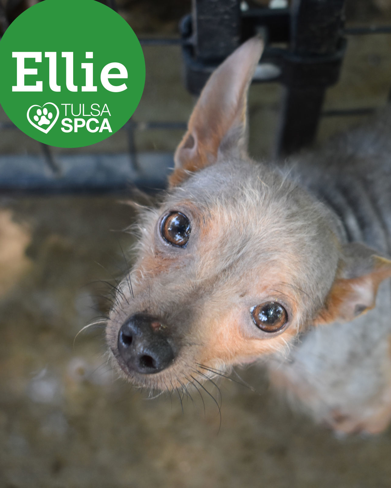 Ellie